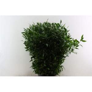 Ruscus aculeatus per bos