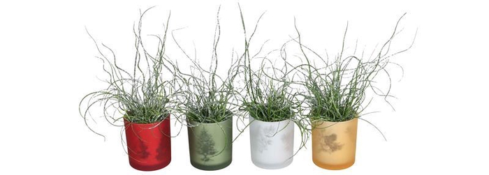 <h4>JUNCUS SPIRALLIS</h4>
