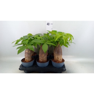 Pachira aquatica