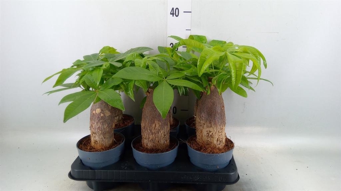 <h4>Pachira aquatica</h4>