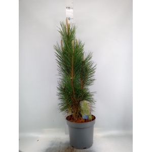 Pinus nigra