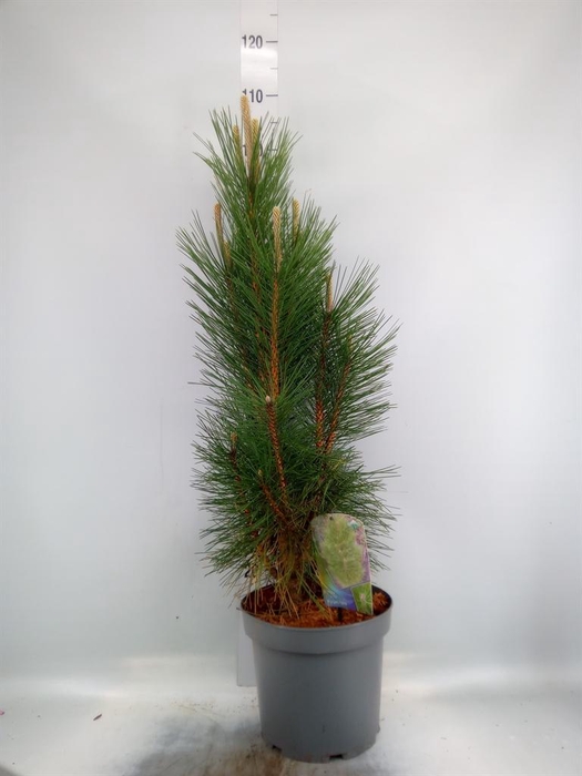 <h4>Pinus nigra</h4>