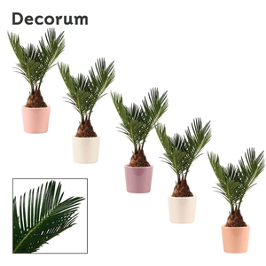 Cycas Revoluta 6 cm Decorum, 3+ veren in Maui (Party love-coll