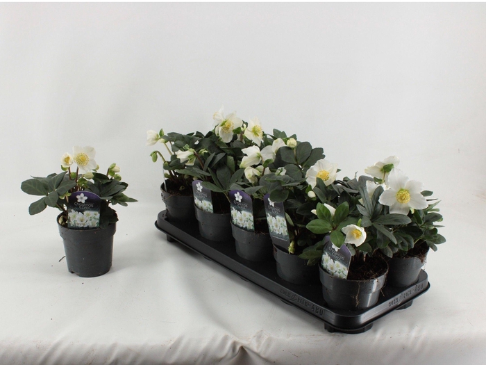 <h4>Helleborus Christmas Carol L</h4>