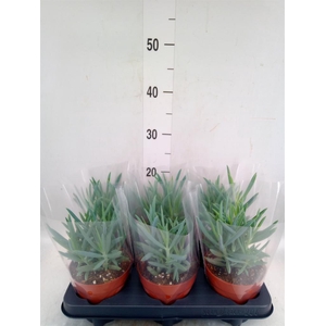 Curio ficoides 'Mount everest'