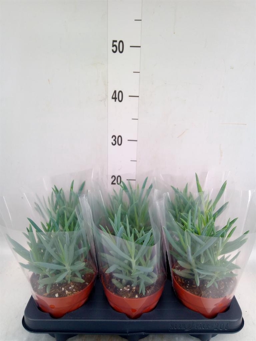 <h4>Curio ficoides 'Mount everest'</h4>