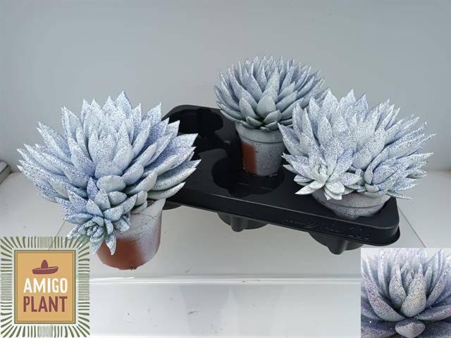 <h4>ECHEV MIRANDA</h4>