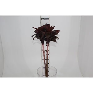FOLHAGEM DRACENA BABY CHOCOLATE
