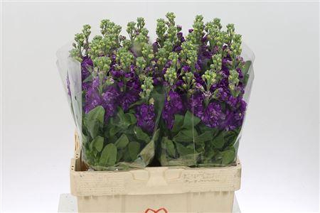 <h4>Matth Debora</h4>