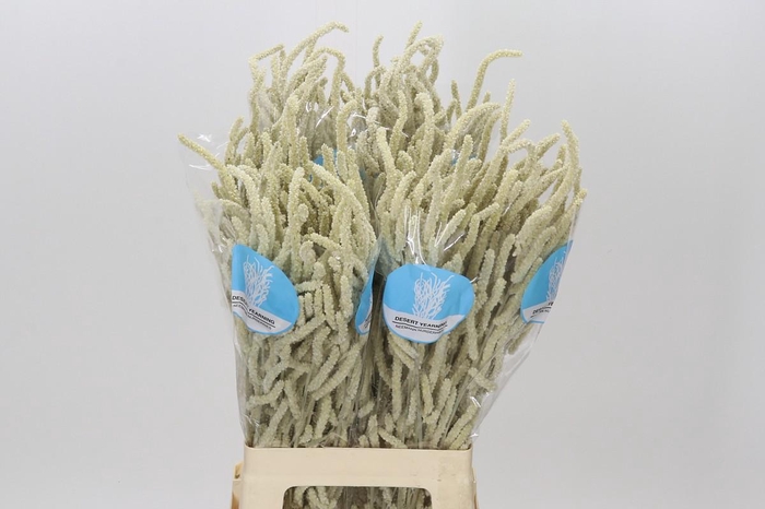 <h4>Amaranthus Yearming Desert</h4>