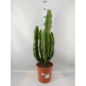 Euphorbia   ...
