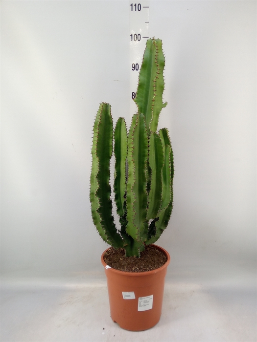 <h4>Euphorbia   ...</h4>