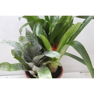 COQUETEL BROMELIA P24
