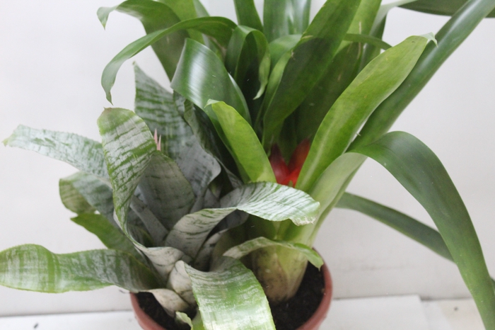 <h4>COQUETEL BROMELIA P24</h4>