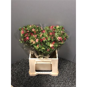 Anem Mistral Plus Red