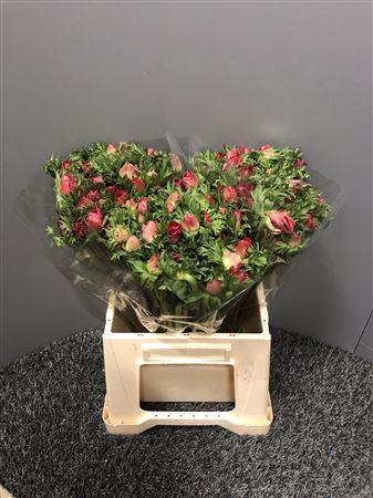 <h4>Anem Mistral Plus Red</h4>