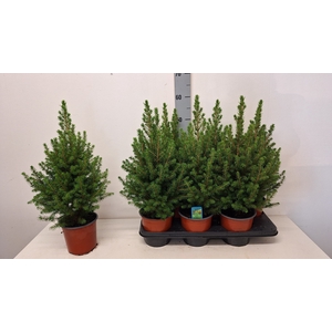 PICEA GL CONICA