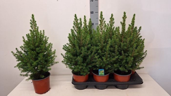 <h4>PICEA GL CONICA</h4>