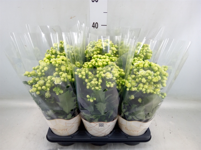 <h4>Kalanchoe  'Sunny White'</h4>