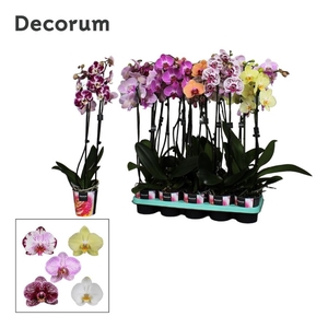 Phalaenopsis 2 tak Decorum 16+ mix