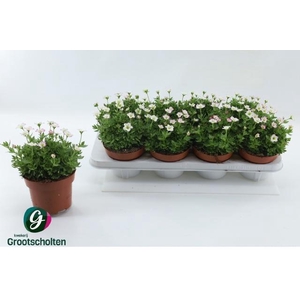 SAXIF ALP EARLY PICO