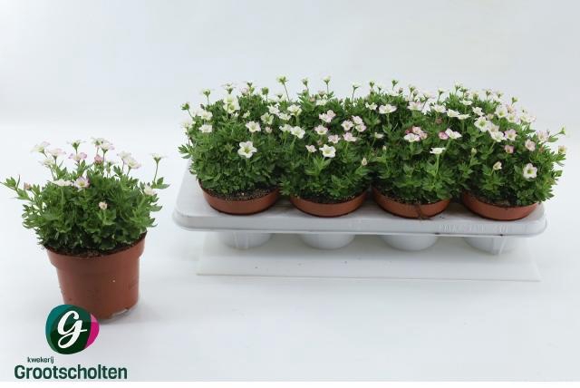 <h4>SAXIF ALP EARLY PICO</h4>