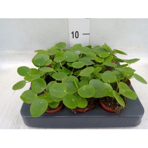 Pilea peperomoides