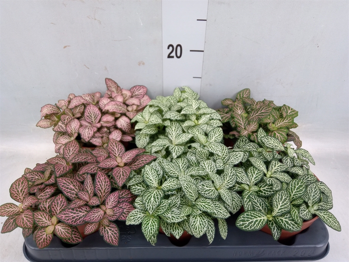 <h4>Fittonia   ...mix</h4>