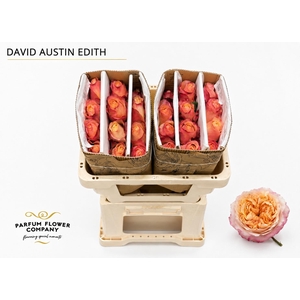 Rosa David Austin Edith