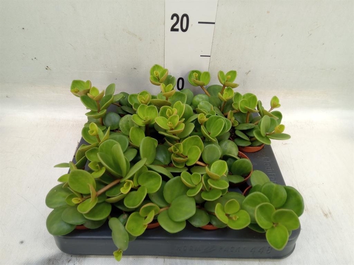 <h4>Peperomia tetraphylla 'Hope'</h4>