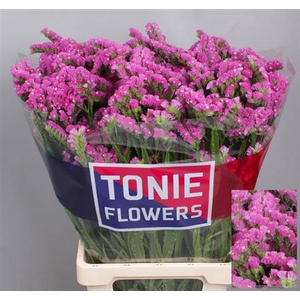 LIM S SIN ETERN PINK