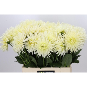 Dahlia Spider Wit