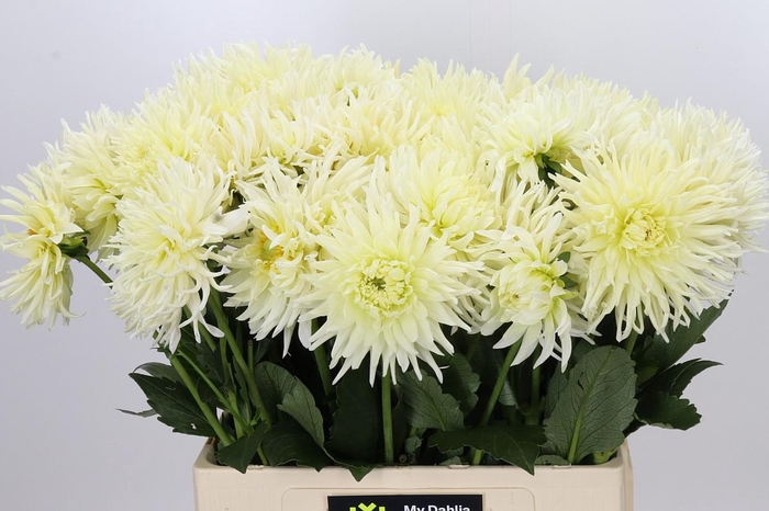 <h4>Dahlia Spider Wit</h4>