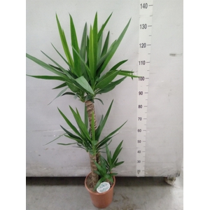 Yucca