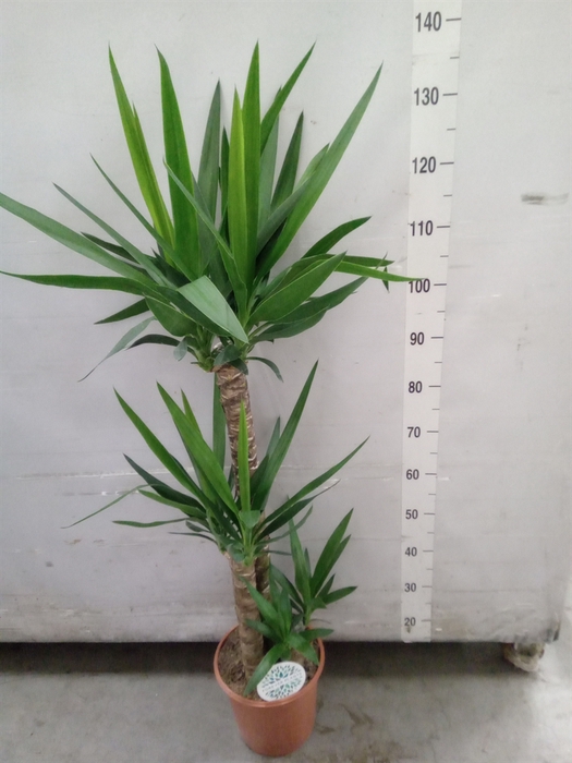 <h4>Yucca</h4>