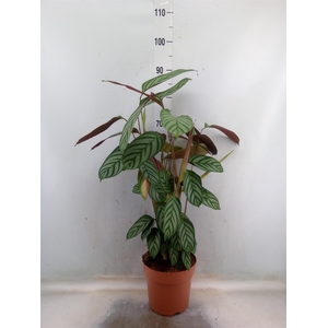 Ctenanthe setosa 'Compactstar'