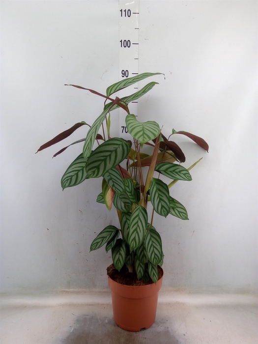 <h4>Ctenanthe setosa 'Compactstar'</h4>