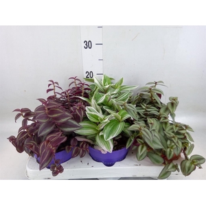 Tradescantia   ...mix