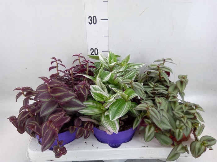 <h4>Tradescantia   ...mix</h4>
