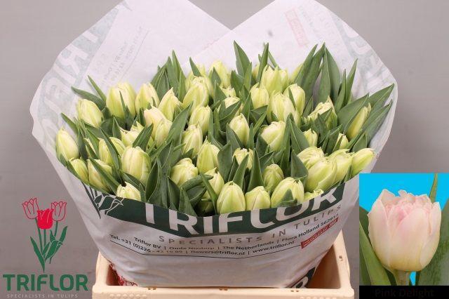 <h4>TU DU PINK DELIGHT</h4>