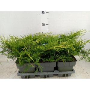 Juniperus pfitz. 'Old Gold'