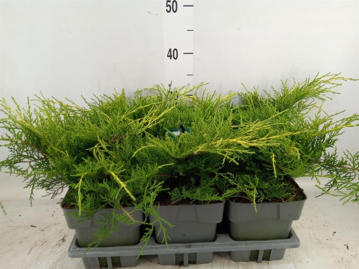 <h4>Juniperus pfitz. 'Old Gold'</h4>