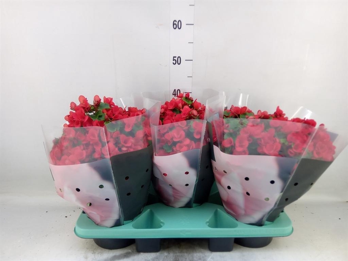 <h4>Begonia elat. HL 'Betulia'</h4>