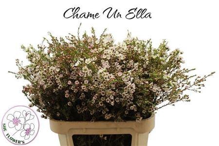 <h4>Chame Un Ella</h4>