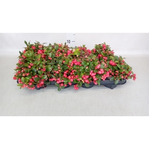 Gaultheria proc.