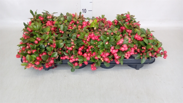 <h4>Gaultheria proc.</h4>