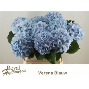 Hydr M Ch Verena Bl 80 Cm