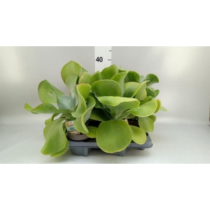 Kalanchoe NF thyrsiflora