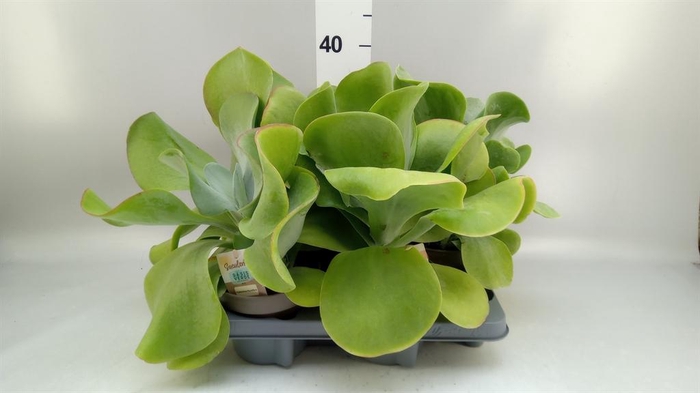 <h4>Kalanchoe NF thyrsiflora</h4>