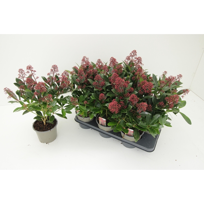 <h4>SKIM J RUBELLA</h4>